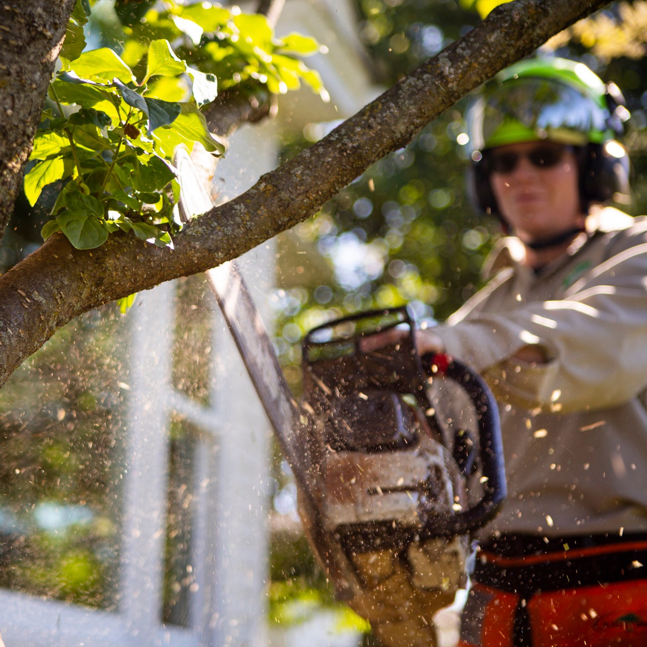 Top Tree Services in Indianapolis North, IN Joshua Tree Experts